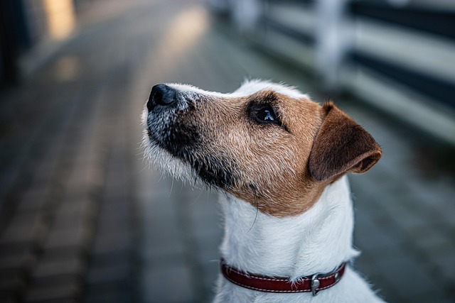 dog, parson russell terrier, russel terrier, terrier, pet, domestic, nature, collar, pure breed, attention, animal
