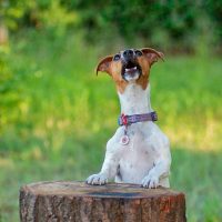 PARSON RUSSELL TERRIER